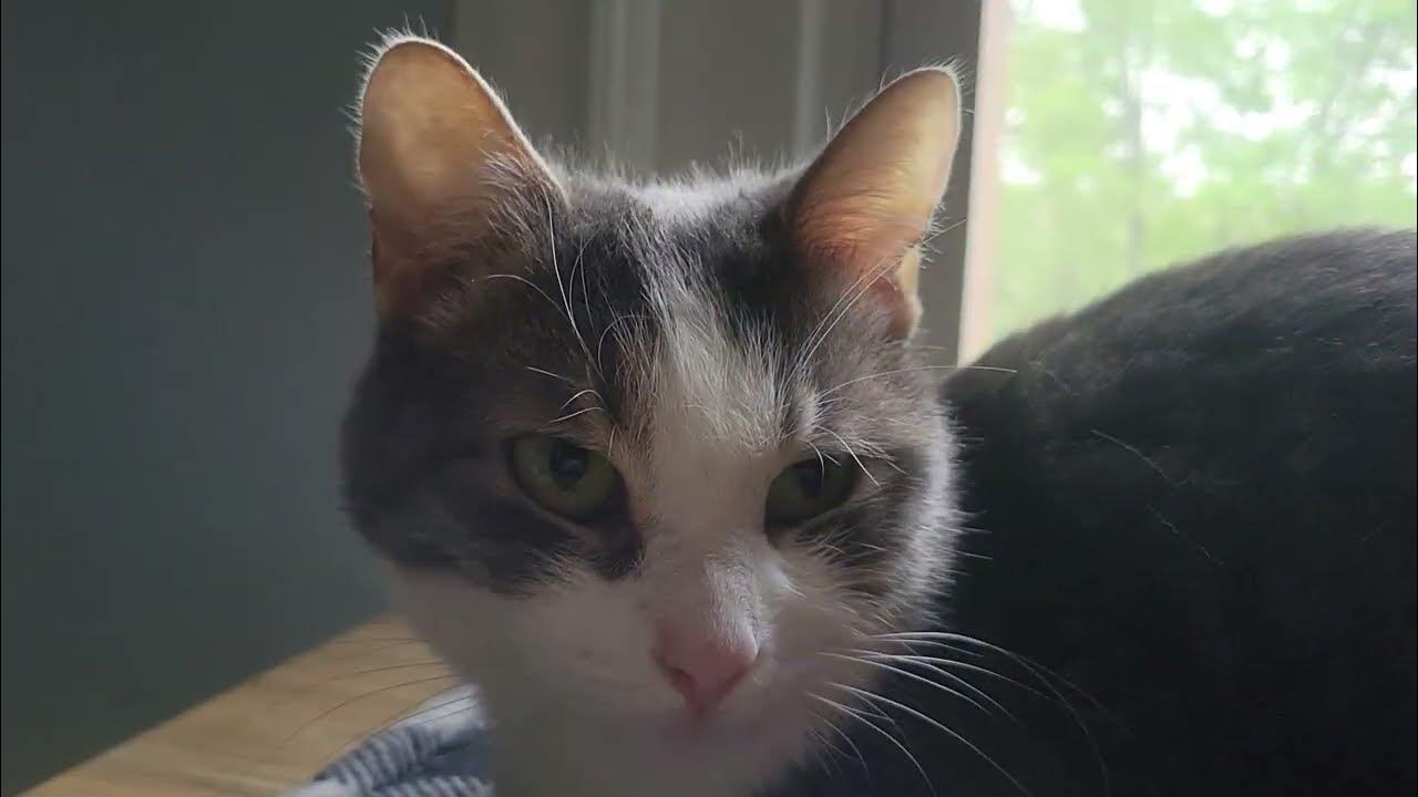 Soft and quiet meow YouTube