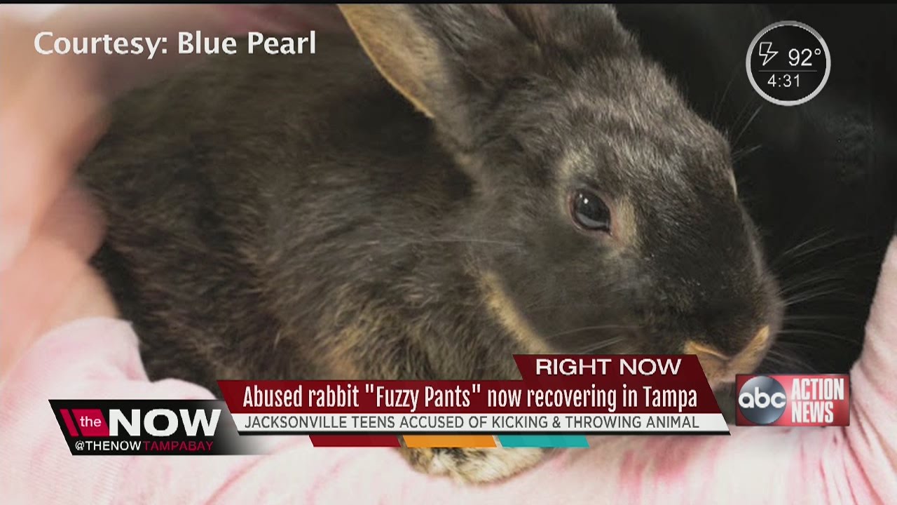 Abused Rabbits