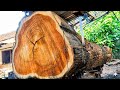 Giant Teak Wood 70cm in Diameter Full of Luxurious Grain | at the sawmill 