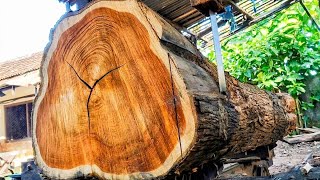 Giant Teak Wood 70cm in Diameter Full of Luxurious Grain | at the sawmill