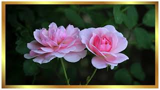 Rose Framed Painting | 2 Hours | 4K | Relaxing Floral Screensaver TV Background screenshot 4