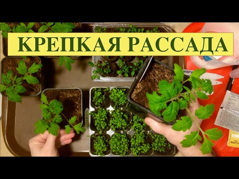 КРЕПКАЯ РАССАДА‼️ЭКСПЕРИМЕНТ С КОНТРОЛЬНОЙ ГРУППОЙ.