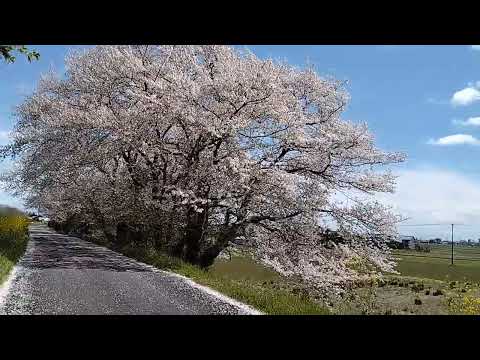 桜を独り占め