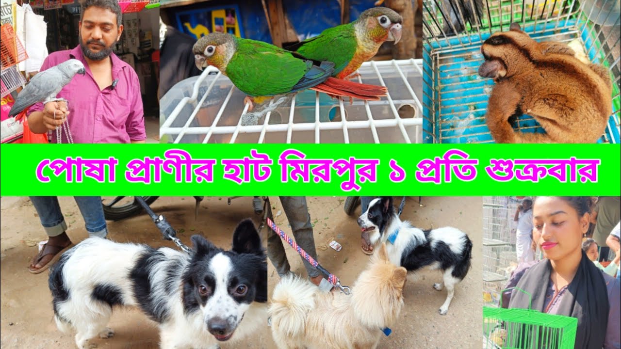 Cat And Dog Price In Bangladesh cat-and-dog-price-in-bangladesh