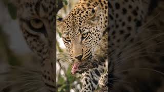 #animals #lifeisbutadream #wildlife #haveitoldyoulatelythatiloveyou #tiger