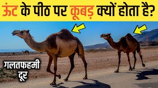 Why Does Camel Have A Hump    Gyan Hindi
