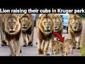 Lions adapted newborn cubs after their mother deaths but what happened next in kruger national park