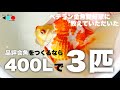 【金魚】品評会向け金魚に必要な水量は？|餌食い促進は相棒が大事|活き餌は当歳まで|ベテラン金魚愛好家 多田野様の飼育場を拝見 | TADANOartisanal goldfish | @peperia