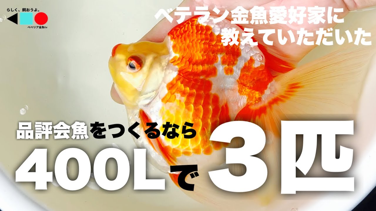 【金魚】品評会向け金魚に必要な水量は？|餌食い促進は相棒が大事|活き餌は当歳まで|ベテラン金魚愛好家 多田野様の飼育場を拝見 | TADANOartisanal goldfish | @peperia