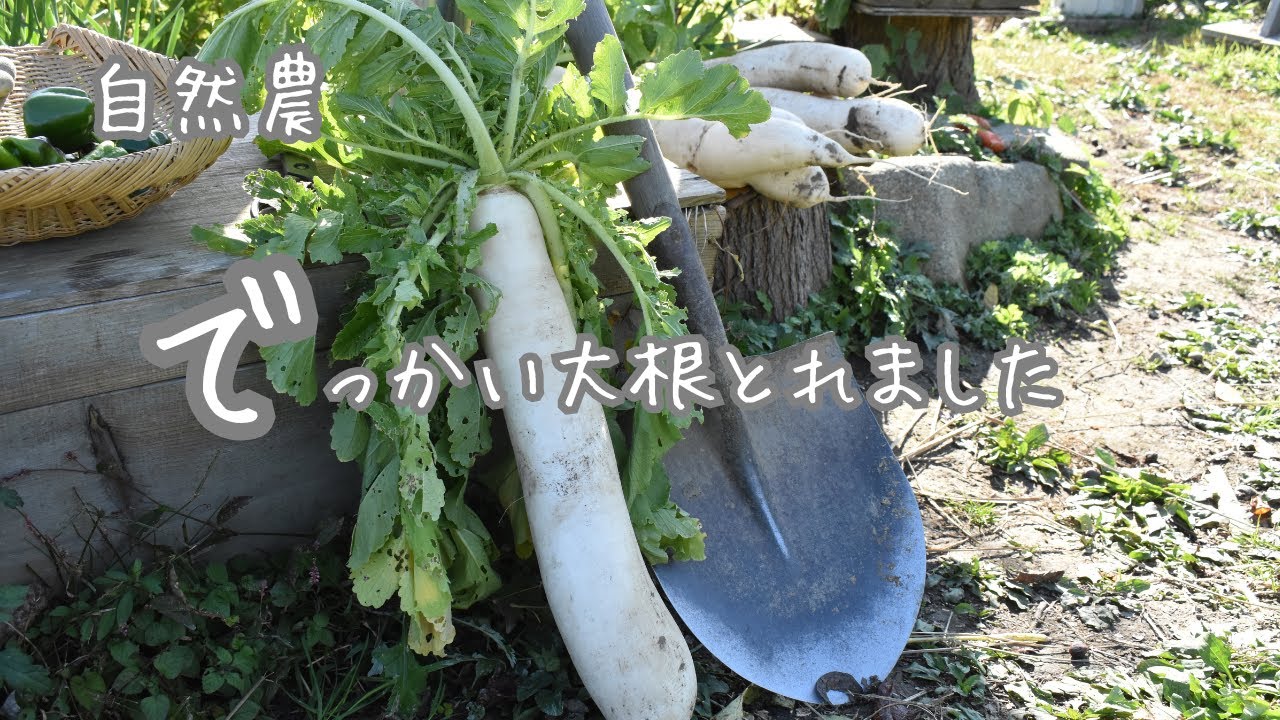 自然農#1【大蔵大根収穫まで】【縄文漬け】