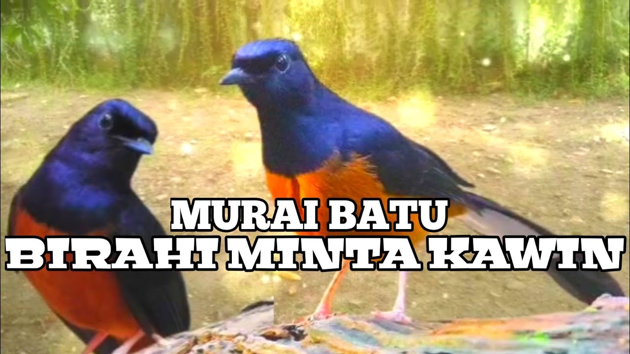 Pancingan ampuh murai birahi || terapi ampuh murai drop mental.