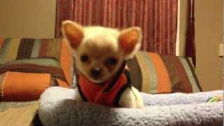 Chihuahua Puppy says no !!!!
