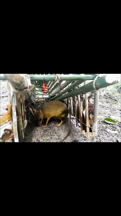 😱😱😱 Haiwan Menyerupai Pelanduk Masuk perangkap!! #perangkap #snaretrap #pelanduk #kancil