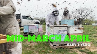 Commercial Beekeeping in Texas mid March through April update Digging out of a hole Time to Deliver