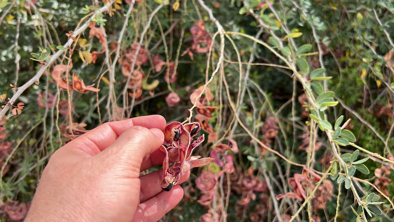 اللوز الهندي شجرة فاكهة وشجرة ظل ومصدات رياح و تتحمل الحرارة الشديدة والملوحة العالية وتتحمل الجفاف