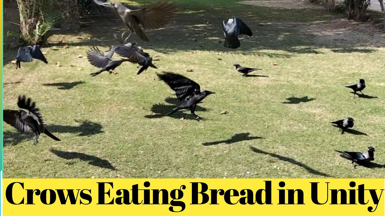 world-of-crows-crows-eating-bread-in-unity-youtube