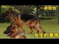 这条德牧差点失去一个朋友 难道别说得真那么重要吗是不是都这样这条德牧 这条德牧差点失去一个朋友 难道别说得真那么重要吗是不是都这样这条德牧