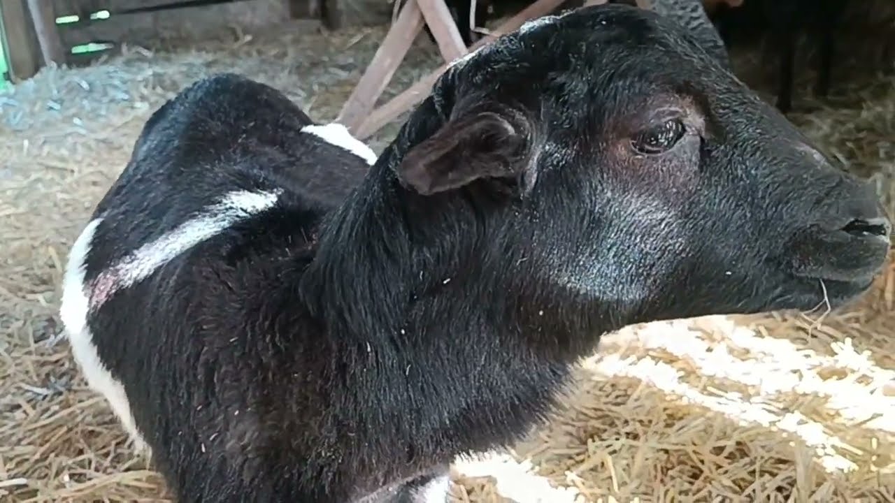 Kameruni törpe juh -ok érkeztek a tanyára - Cameroon sheep (Nyugat-afrikai törpejuh)