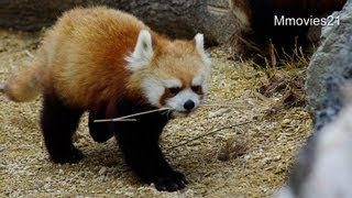 枝を運ぶレッサーパンダ~Red Panda carry branch