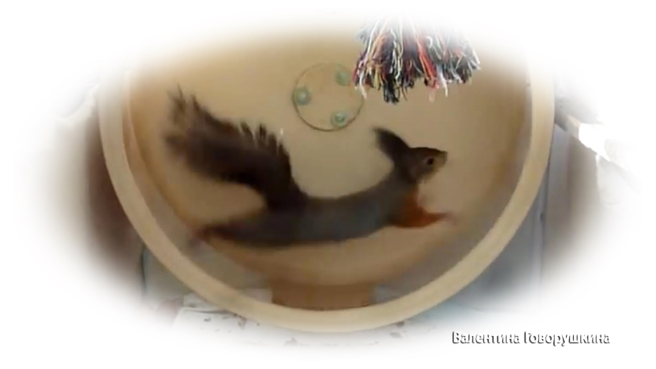 Baby squirrel Noble. Бельчонок Ноби. Цыганочка с выходом. 手工蛋白質