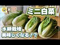 【ぽたろうさんコラボ】水耕栽培とプランター栽培でミニ白菜を育て比べてみました!