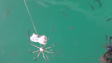 Câu cá bằng RƯỜN 8 ngạnh cực kỳ hiệu quả :