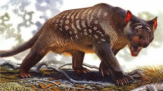 Thylacoleo Carnifex: The Marsupial Lion – Australia’s Ultimate Prehistoric Predator