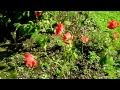 Le Jardin d'Annick le 18 septembre 2015
