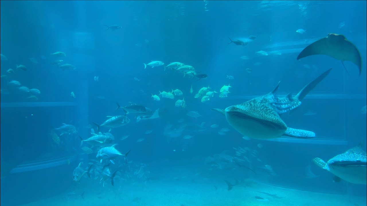 Underwater Serenity: Whale Sharks at Kaiyukan Osaka (4K)