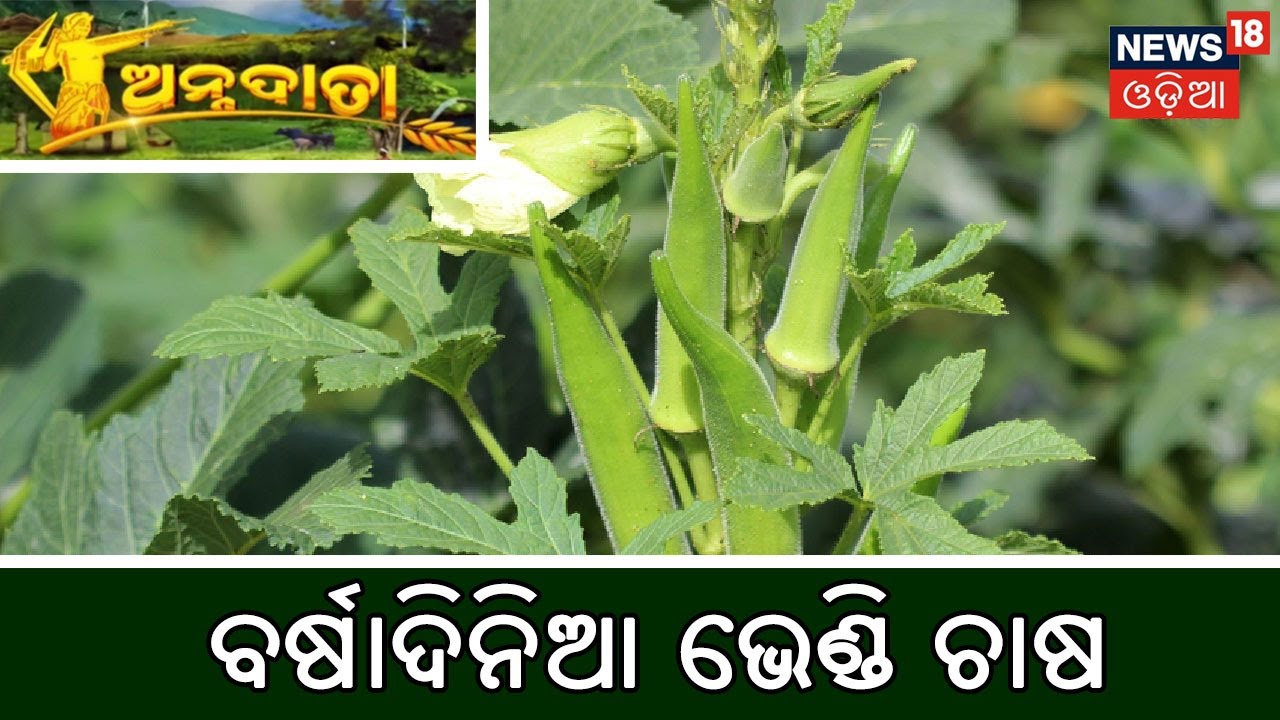 ବୈଜ୍ଞାନିକ ପଦ୍ଧତିରେ ବର୍ଷାଦିନିଆ ଭେଣ୍ଡି ଚାଷ | Annadata | News18 odia