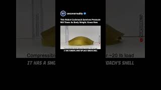 Robotic Cockroach Survives Pressure 900 Times Its Bodyweight. You Won't Believe How #robot #shorts