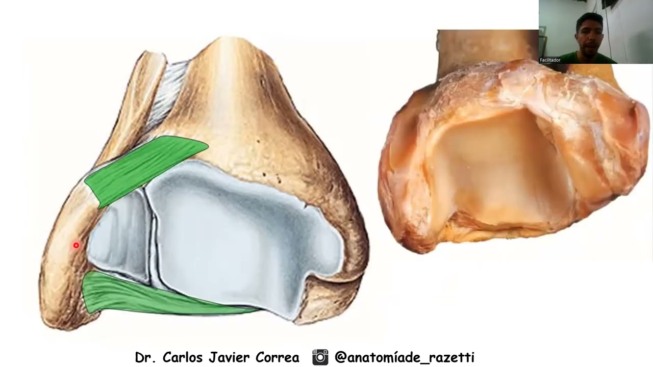 Tobillo. articulación  del tobillo. canales retromaleolares. art  subtalar