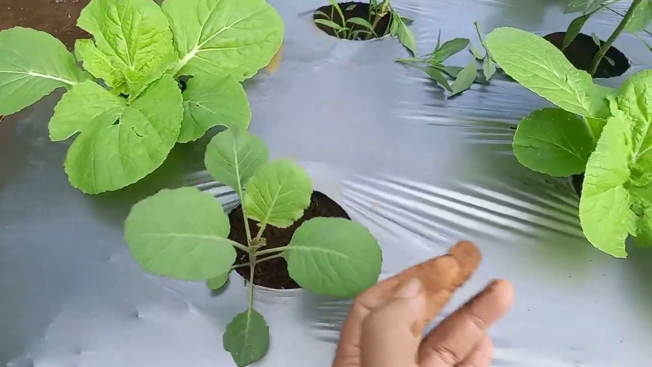 Cabe di Kaki Gunung Gede Pangrango