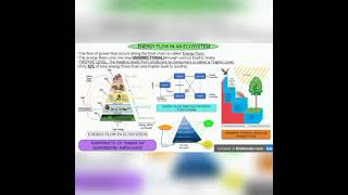 Env 01 Energy Flow By Astha Keshri