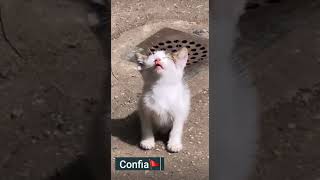 Gatinho Tomando Banho De Sol