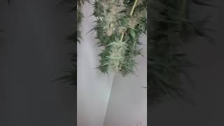 Purple Haze harvest