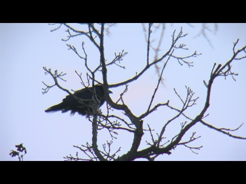 How Do Birds