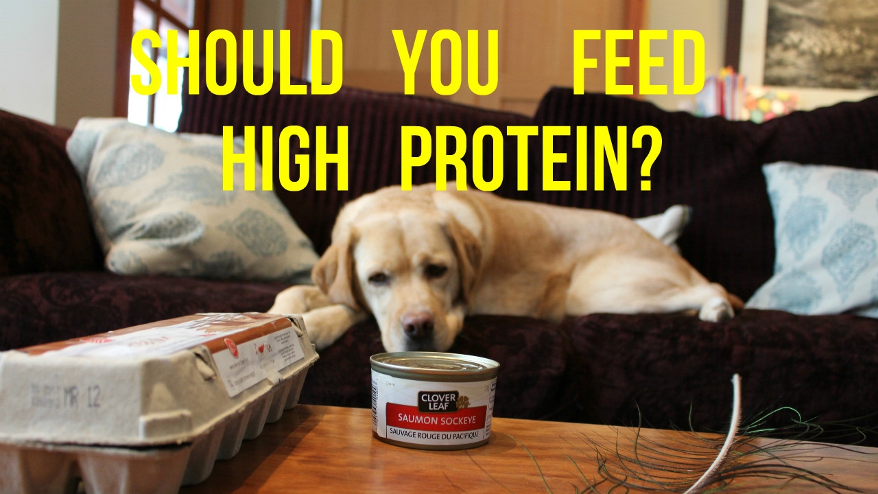 Are Amino Acids Bad For Dogs?