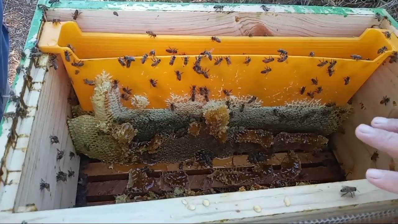 Prueba de tiras de ácido oxálico guardadas 1 año. Y cosecha de miel sin centrífuga en Algarrobo.