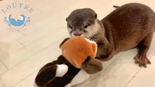 【双子のカワウソ】おだしとおつゆと犬のぬいぐるみ　Otter　Odashi＆Otsuyu and Toy of Dog