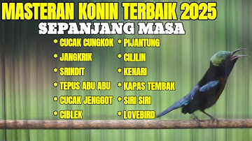 MASTERAN KONIN GACOR FULL ISIAN MEWAH MATERI TERBAIK SEPANJANG MASA