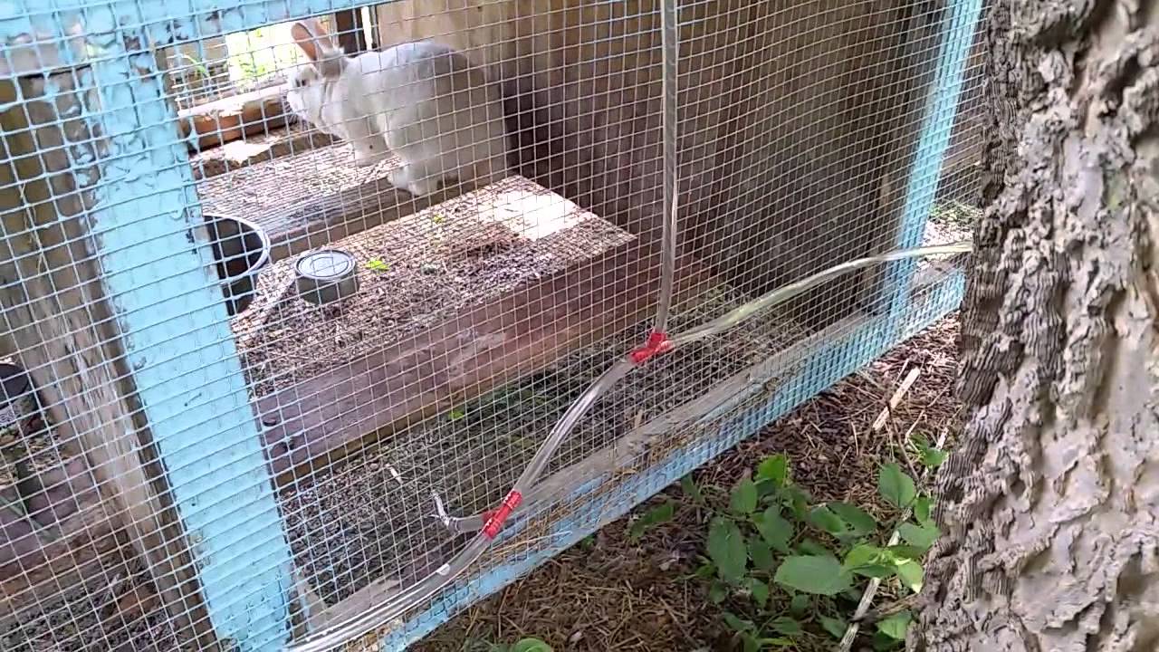Rabbit water line going in - YouTube