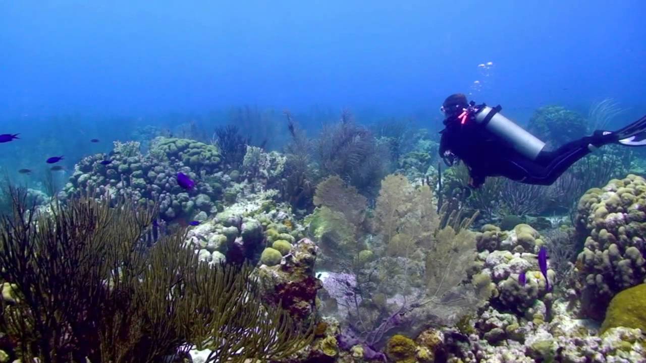 Div'Ocean Bonaire !