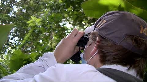 Counting Species Using Camera Traps