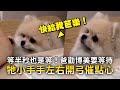 等半秒也是等！爸勸博美要等待　牠小手手左右開弓催點心 ｜#寵物雲