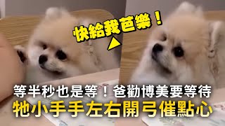 等半秒也是等！爸勸博美要等待　牠小手手左右開弓催點心 ｜#寵物雲