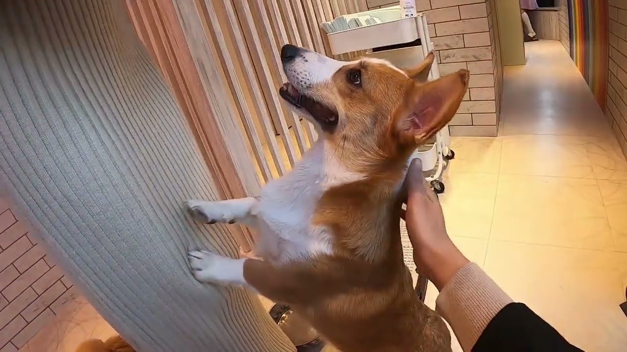 Living in Japan | Jalan-jalan ke Dog Cafe RIO di Harajuku ❤️