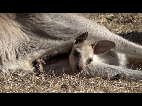 赤ちゃんカンガルー誕生 お母さんの袋から可愛らしい顔がひょっこり 袋
