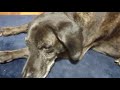 犬156