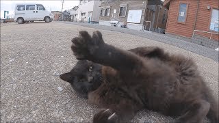【猫島】可愛いけど、少し凶暴な黒子猫